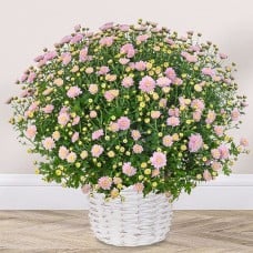 Light pink chrysanthemums in a white basket
