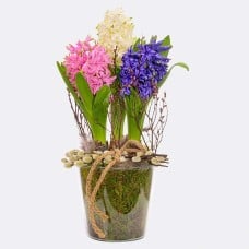 Beautiful Hyacinths in a Jar