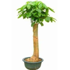 Plant tree