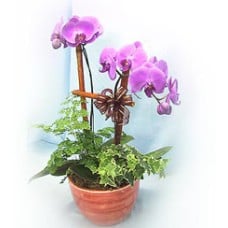 Two Butterfly Orchids