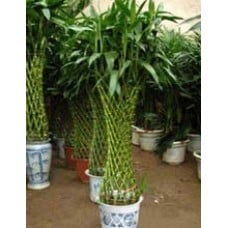 Wealth Bamboo