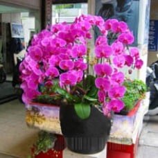 Top-grade phalaenopsis orchids