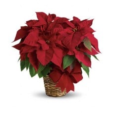 Red Poinsettia