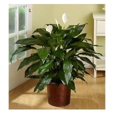 Lily on top Floor Plant (Basic)