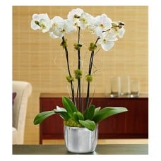 Silver Celebration Orchid (Basic)
