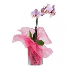 Pretty Orchid (Basic)