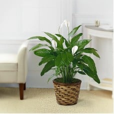 The Spathiphyllum Plant