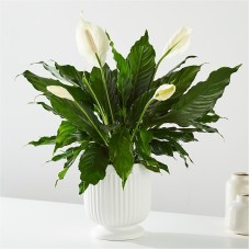 Large Comfort Planter (Good)