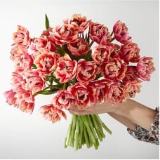 Blushing Columbus Tulips (15 Tulips)