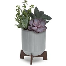 Mod Succulents