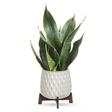 Growing Art Sansevieria Plant