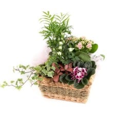 Planted Basket (Standard)