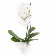 Phalaenopsis Orchid