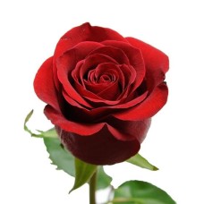 12, RED FREEDOM ROSES