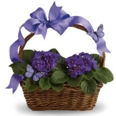 Violet Potted