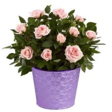 Basket Of Pink Roses