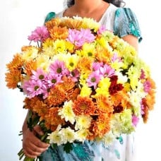 50 Stems Of Chrysanthemum
