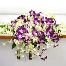 Orchid Podium Arrangement