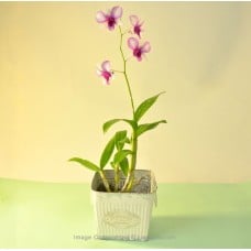 PURPLE MIX PHALAENOPSIS WITH FLOWER GARDEN POT