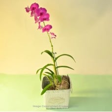 DARK PURPLE MIX PHALAENOPSIS WITH FLOWER GARDEN POT