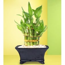 Dracaena Sanderiana