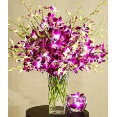 Elegant Orchids