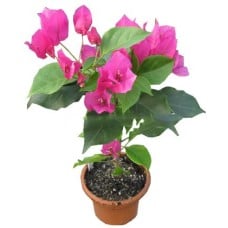 Live Bougainvillea Plant - 01