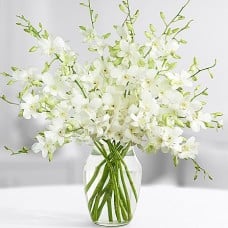 White Orchids