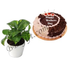 (09) Live Money Plant W/ Mr. Baker- Mix Forest Cake
