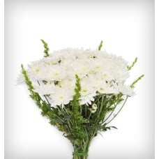 White Radiance