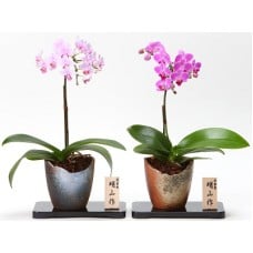 Middy Phalaenopsiszenstyle (1 Pot)