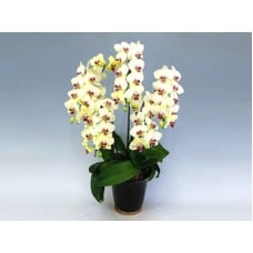 Golden Age (6 Stems)