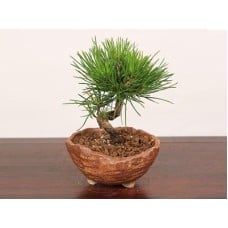 Bonsai“Kuromatsu