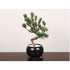 Bonsai“Goyomatsu