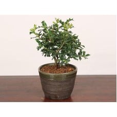 Bonsai“Himehiiragi