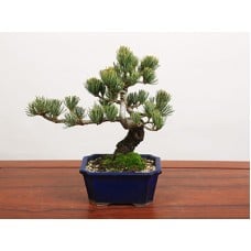 Premium Bonsai(Approx 9 years old)