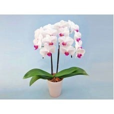 Middy Phalaenopsis