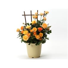 Carnation ～lian
