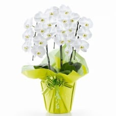 Phalaenopsis orchid white 3 stand (21 or more)