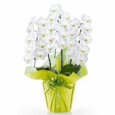 Phalaenopsis orchid white 3 stand (more than 27 flowers)