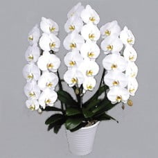 Phalaenopsis White Rocky Triple Stand Standard