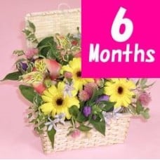 Seasonal Arrangement - 6 Months Regular Service -