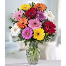 Assorted Gerberas