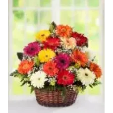 Gerbera Basket