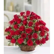 Serenade of Roses