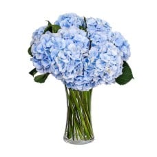 Bouquet of 8 blue hydrangeas