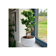 Bonsai in S shape in ceramic pot