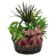 Basket filled with green plants