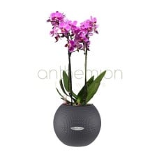 Pink orchid plant in self watering pot