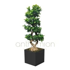 Bonsai Ficus Ginseng